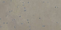 SERENISSIMA Infinita Cenere 60x120