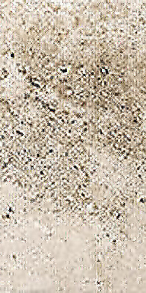 CIR Heritage Walnut 20x40 1080541