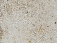 CIR Havana Mos Spacco Hav Sugar 30x40