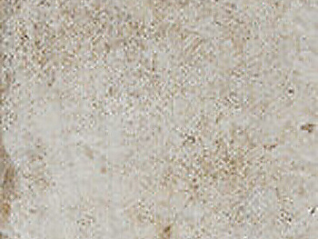 CIR Havana Mos Spacco Hav Sugar 30x40